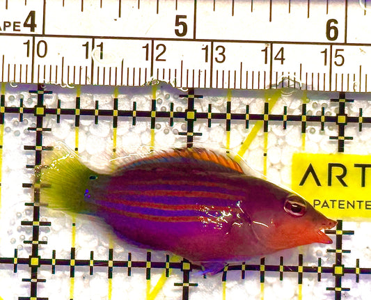 Six Line Wrasse (Indo) SLW020601 WYSIWYG Size: XL 2" approx