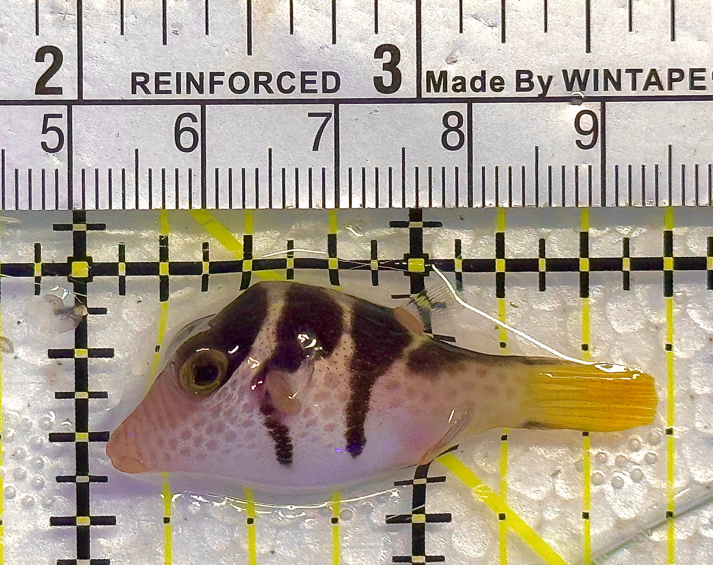 Valentini Toby Pufferfish VTP020501 WYSIWYG Size: S 1.75" approx