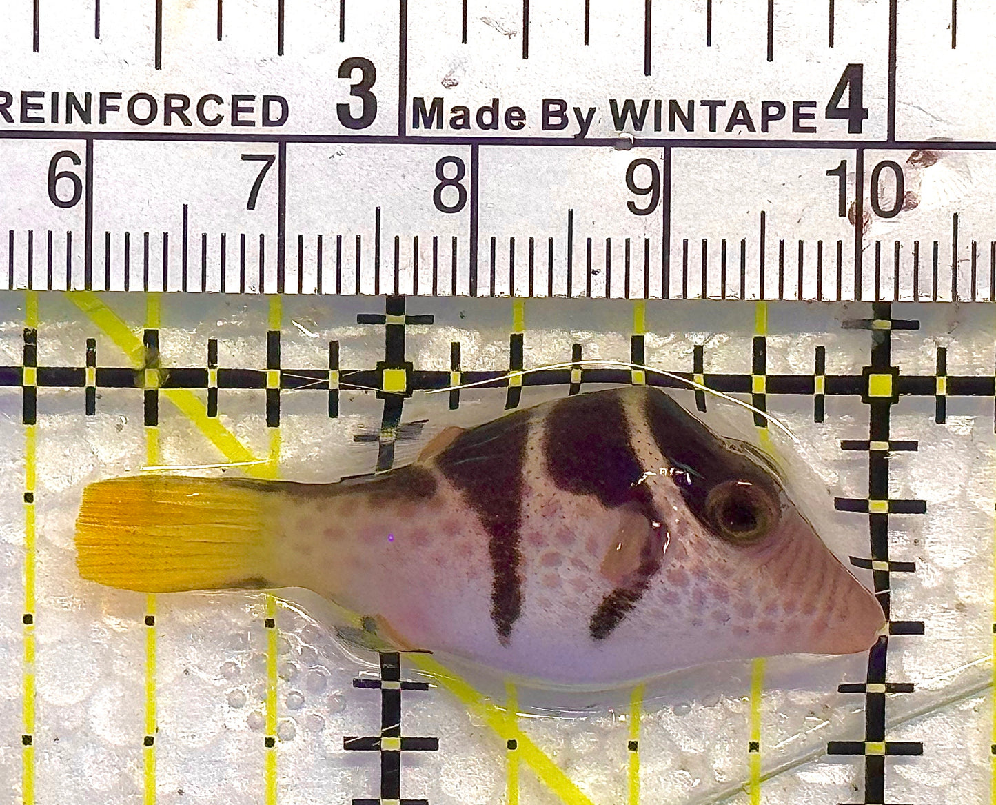 Valentini Toby Pufferfish VTP020501 WYSIWYG Size: S 1.75" approx