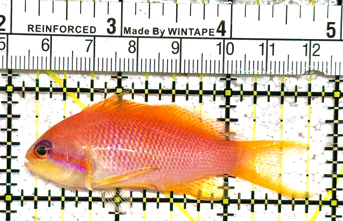 Female Lyretail Anthias (Maldives) FLA021201 WYSIWYG Size: M 2.5" approx