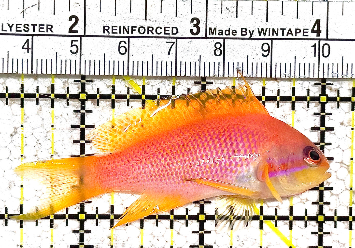 Female Lyretail Anthias (Maldives) FLA021201 WYSIWYG Size: M 2.5" approx