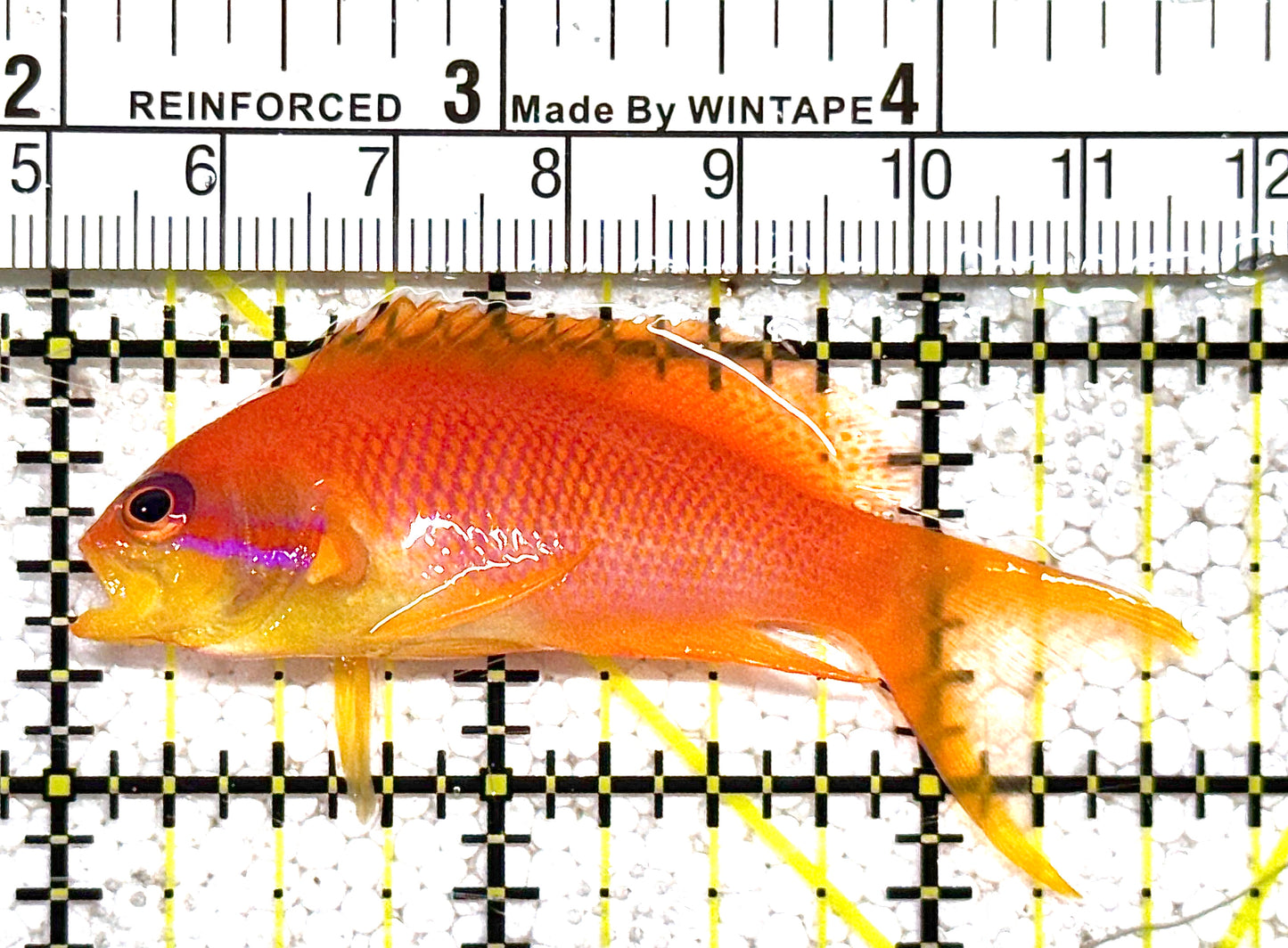 Female Lyretail Anthias (Maldives) FLA021104 WYSIWYG Size: M 2.5" approx