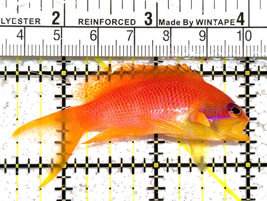 Female Lyretail Anthias (Maldives) FLA021104 WYSIWYG Size: M 2.5" approx