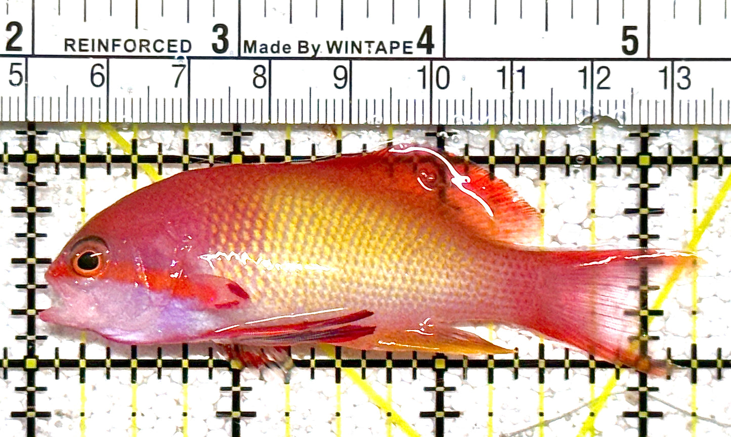 Male Lyretail Anthias (Tonga) MLA021104 WYSIWYG Size: L 3.25" approx