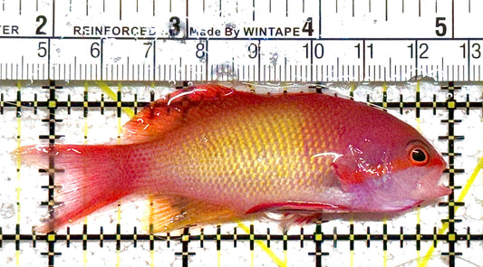 Male Lyretail Anthias (Tonga) MLA021104 WYSIWYG Size: L 3.25" approx