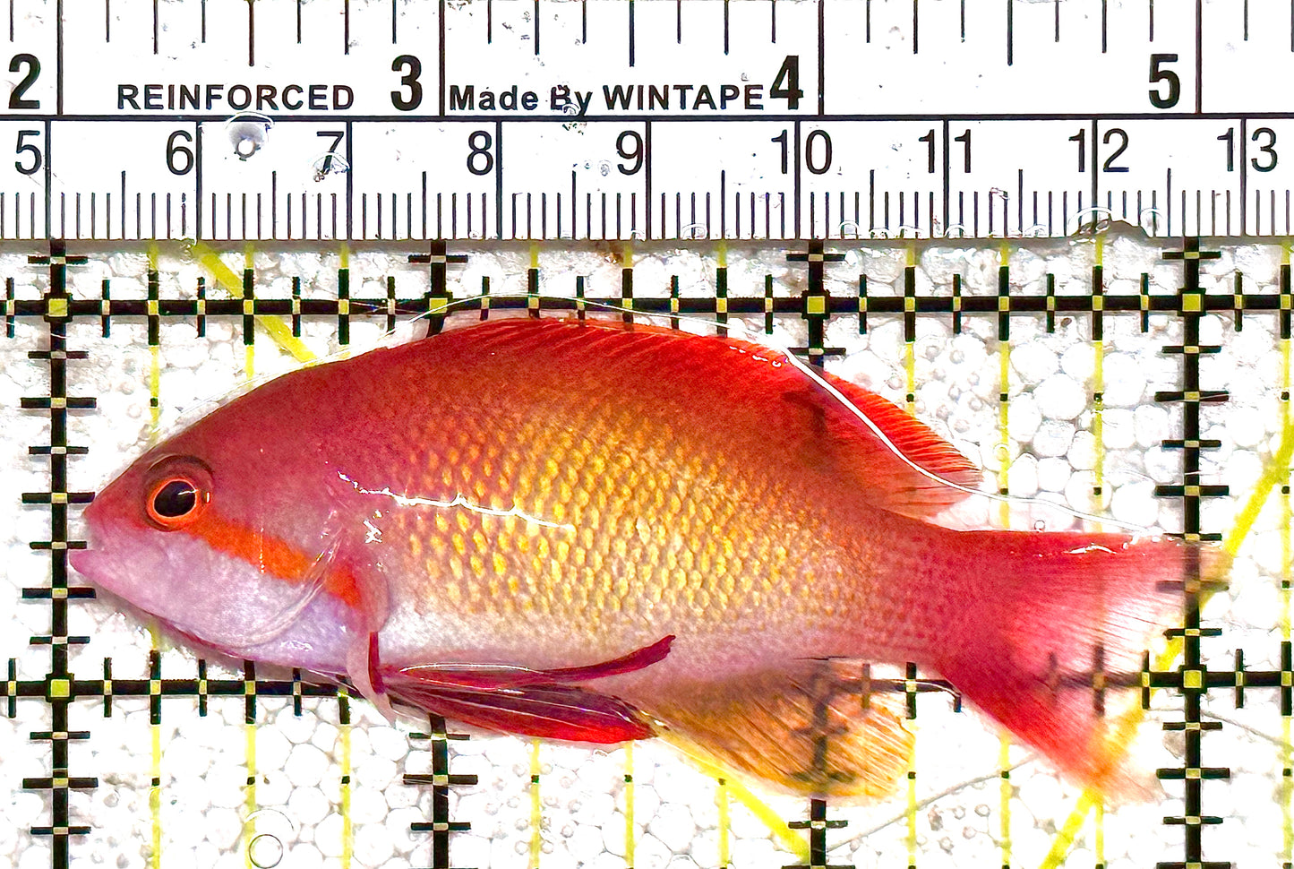 Male Lyretail Anthias (Tonga) MLA021103 WYSIWYG Size: L 3" approx