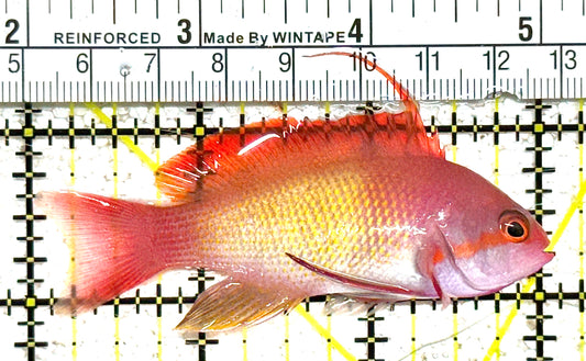 Male Lyretail Anthias (Tonga) MLA021103 WYSIWYG Size: L 3" approx