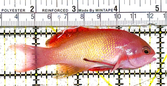 Male Lyretail Anthias (Tonga) MLA021102 WYSIWYG Size: L 3.5" approx