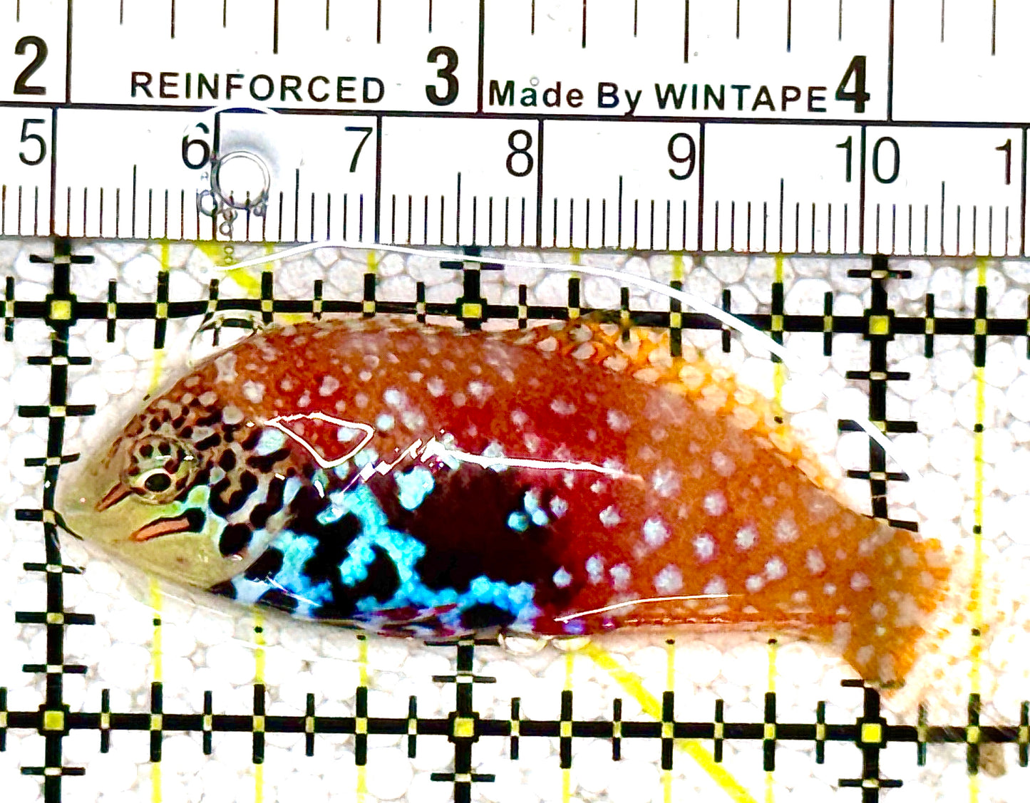 BlueStar Divided Leopard Wrasse  Female BDLW021203 WYSIWYG Size: L 2.5” approx