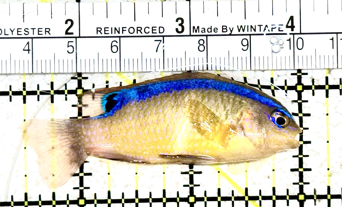 Pacific Surge Damselfish PSD021201 WYSIWYG Size: M 2.5" approx