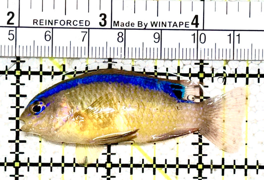 Pacific Surge Damselfish PSD021201 WYSIWYG Size: M 2.5" approx