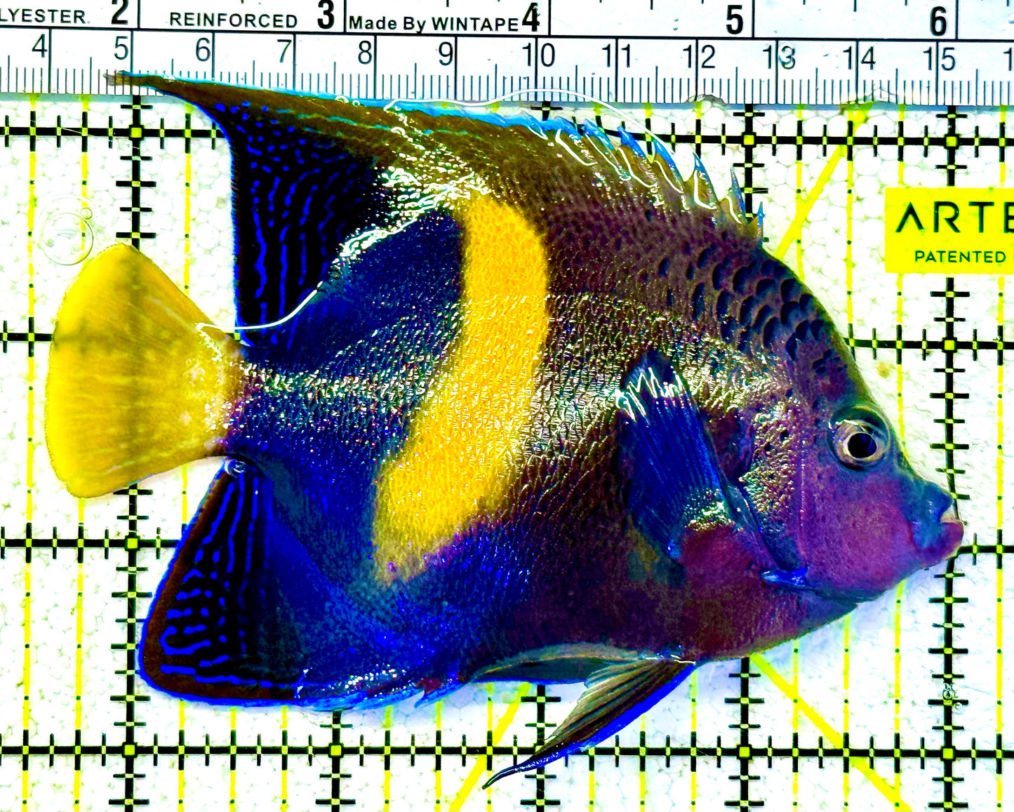 Maculosus Halfmoon Angelfish MHA021102 WYSIWYG Size XL: 5.5" approx