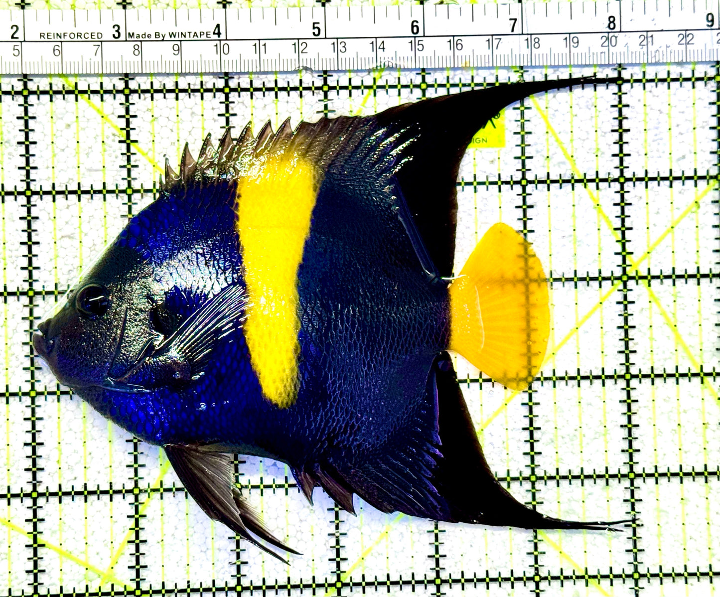 Asfur Angelfish AA021101 WYSIWYG Size XL: 6" approx