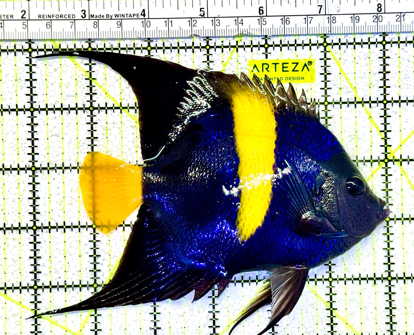 Asfur Angelfish AA021101 WYSIWYG Size XL: 6" approx