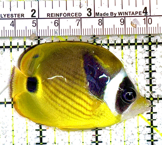 Raccoon Butterflyfish RB021701 WYSIWYG Size: S 2.5" approx