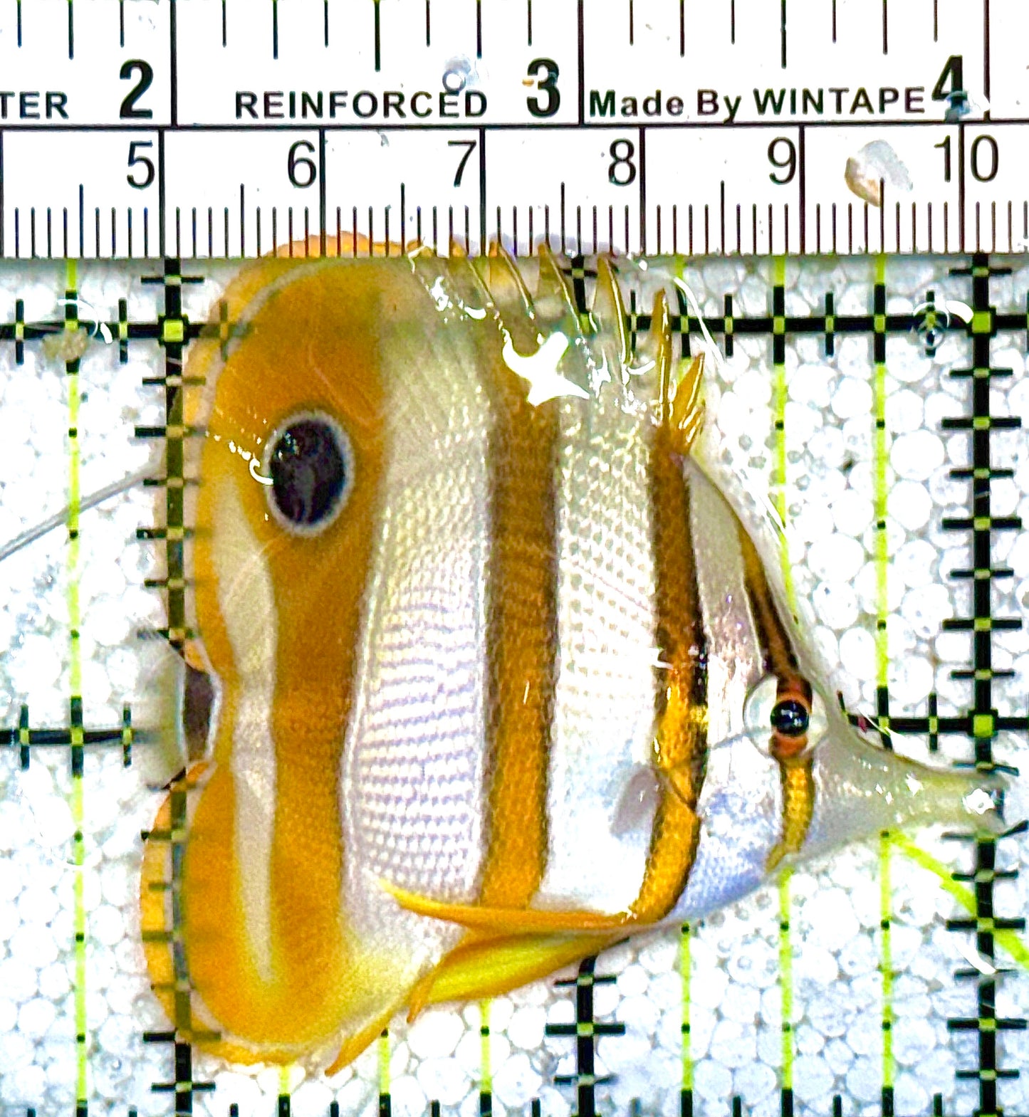 Copperband Butterflyfish CB021602 WYSIWYG Size: M 2.5" approx