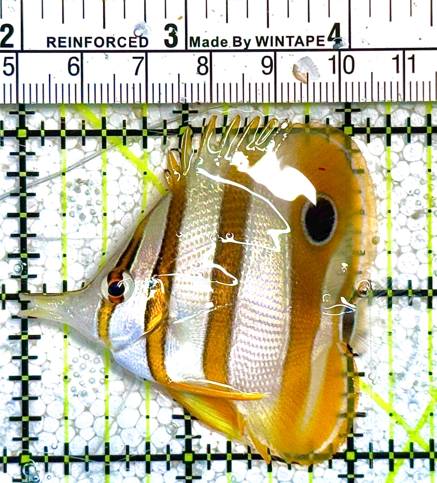 Copperband Butterflyfish CB021602 WYSIWYG Size: M 2.5" approx