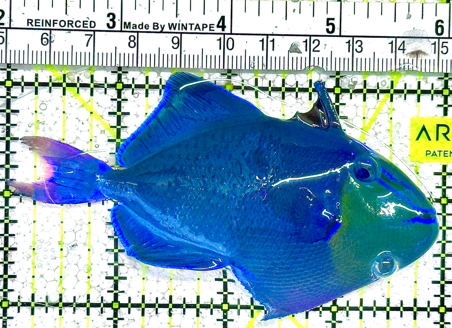 Niger Triggerfish NT021602 WYSIWYG  Size: ML 4" approx