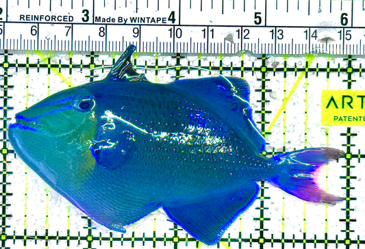 Niger Triggerfish NT021602 WYSIWYG  Size: ML 4" approx