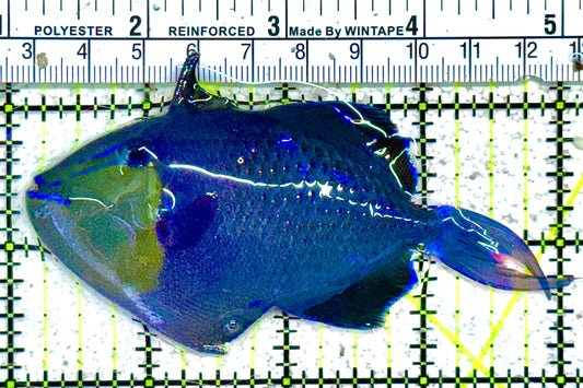 Niger Triggerfish NT021601 WYSIWYG  Size: ML 4" approx