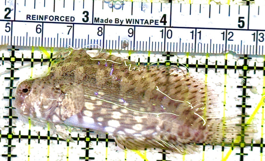 Lawnmower Blenny LB021701 WYSIWYG Size: L 3.25" approx