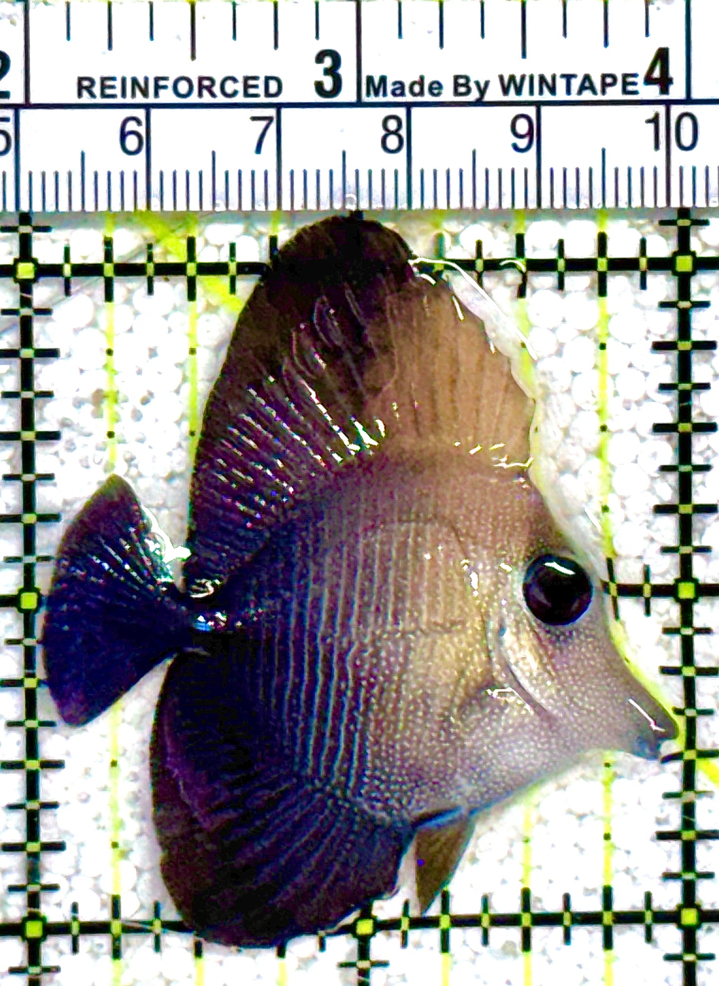 Scopas Tang ST021602 WYSIWYG Size: S 2" approx