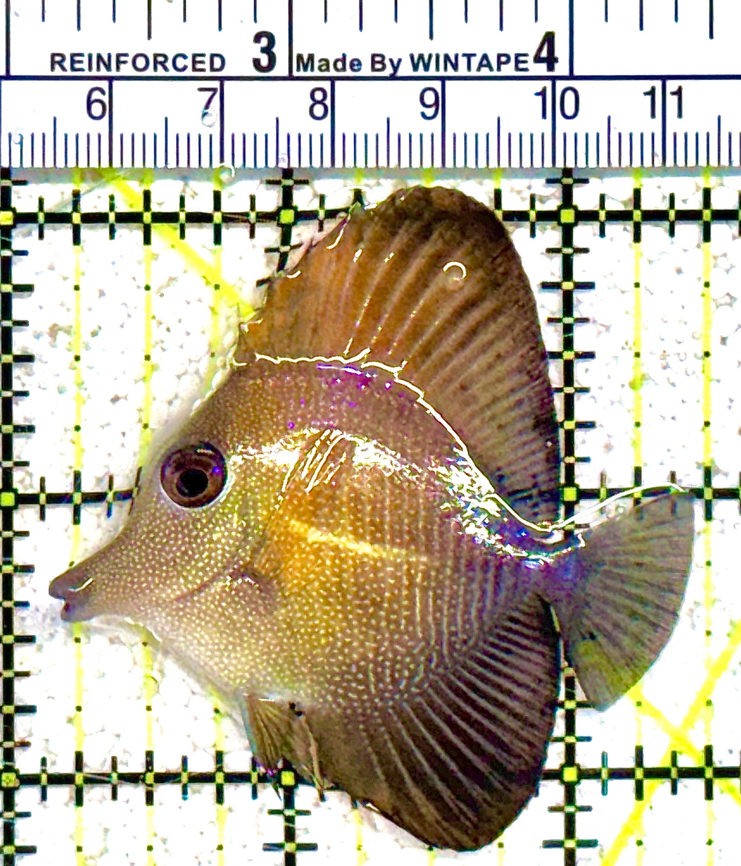 Scopas Tang ST021601 WYSIWYG Size: S 2.25" approx