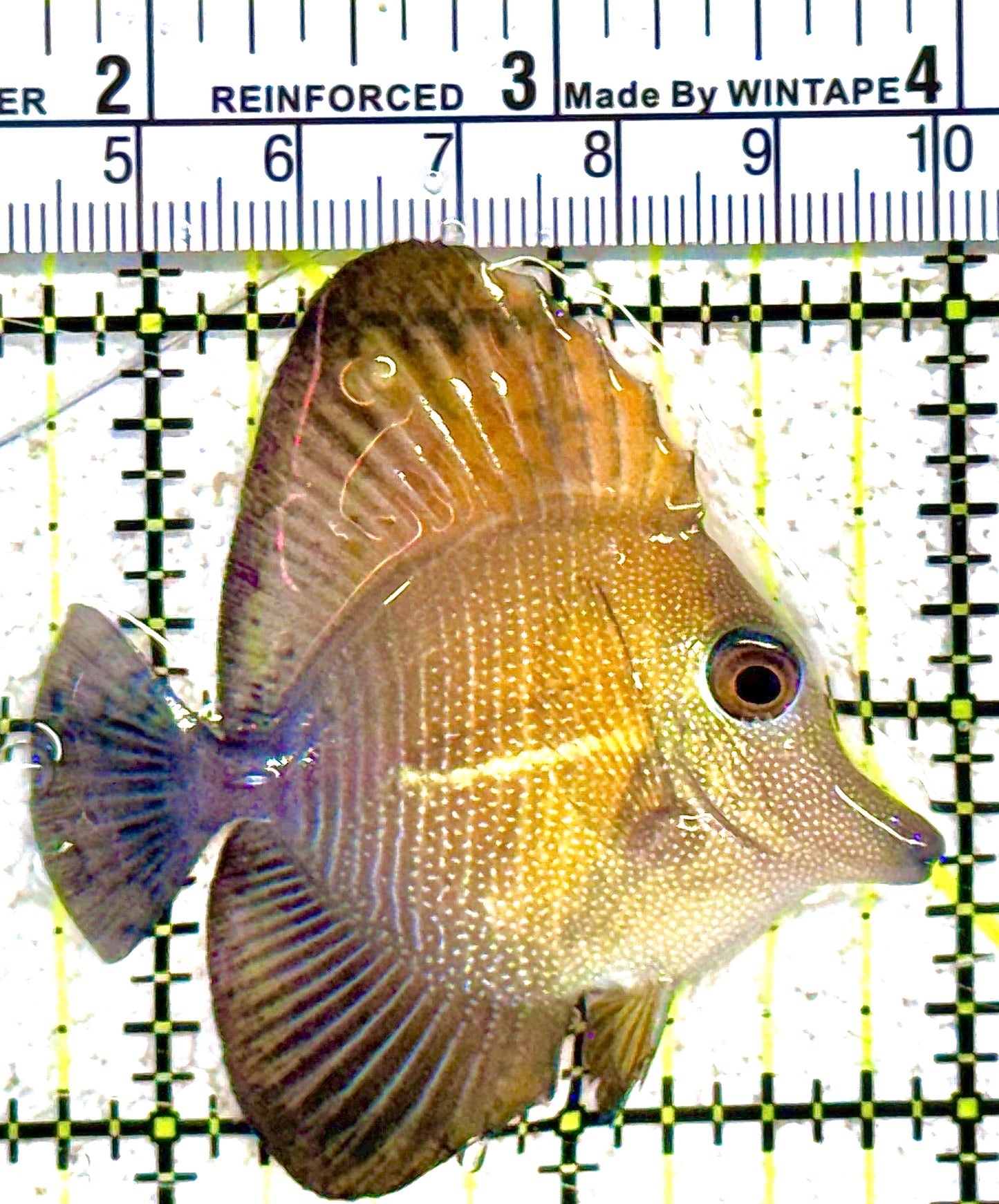 Scopas Tang ST021601 WYSIWYG Size: S 2.25" approx