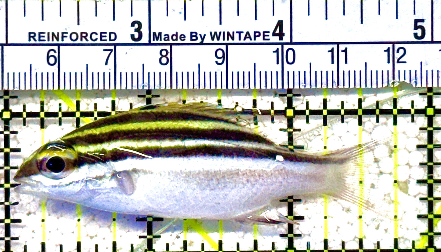 Two Lined Monocle Bream TLMB022101 WYSIWYG  Size : M 2.75" approx