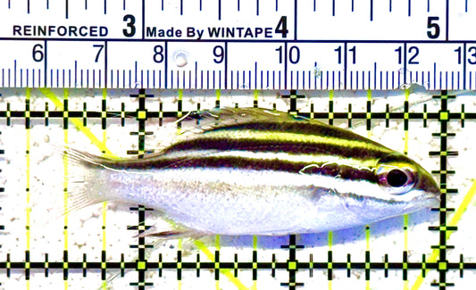 Two Lined Monocle Bream TLMB022101 WYSIWYG  Size : M 2.75" approx