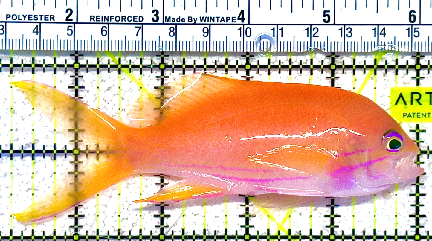 Squareback Anthias (Female) SA021601 WYSIWYG Size: XL 5" approx