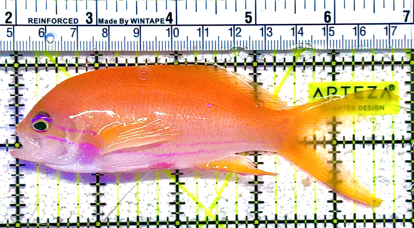 Squareback Anthias (Female) SA021601 WYSIWYG Size: XL 5" approx