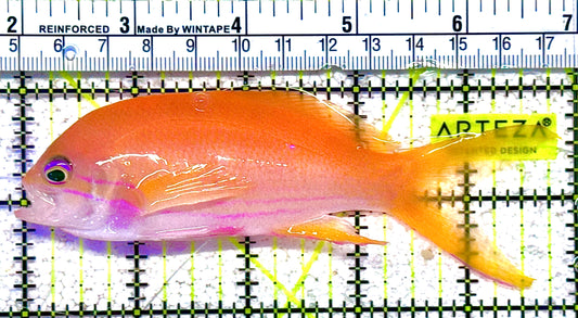 Squareback Anthias (Female) SA021601 WYSIWYG Size: XL 5" approx