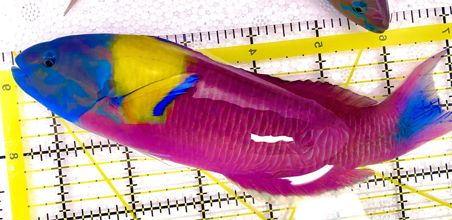 Pink Paddlefin Juvenile Wrasse Size: L 2" to 2.5"