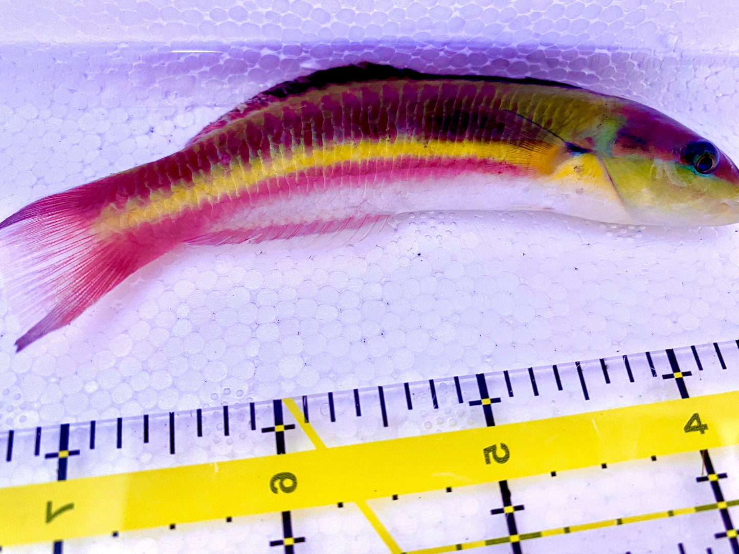 Pink Paddlefin Wrasse Size: SHOW 3" or Above