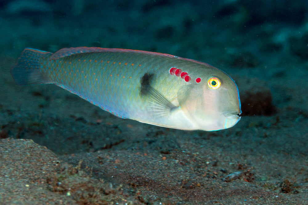 Halstead's Wrasse (Very Rare) - Violet Sea Fish and Coral