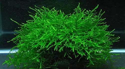 Java Moss / Vescularia Dubyana