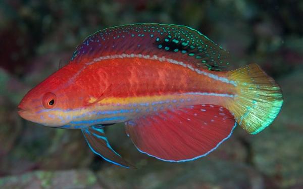 Kato's Fairy Wrasse - Violet Sea Fish and Coral