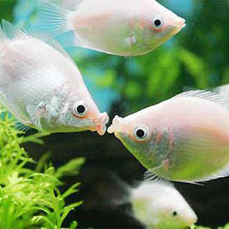 Pink Kissing Gourami Size: L 3" to 3.5"