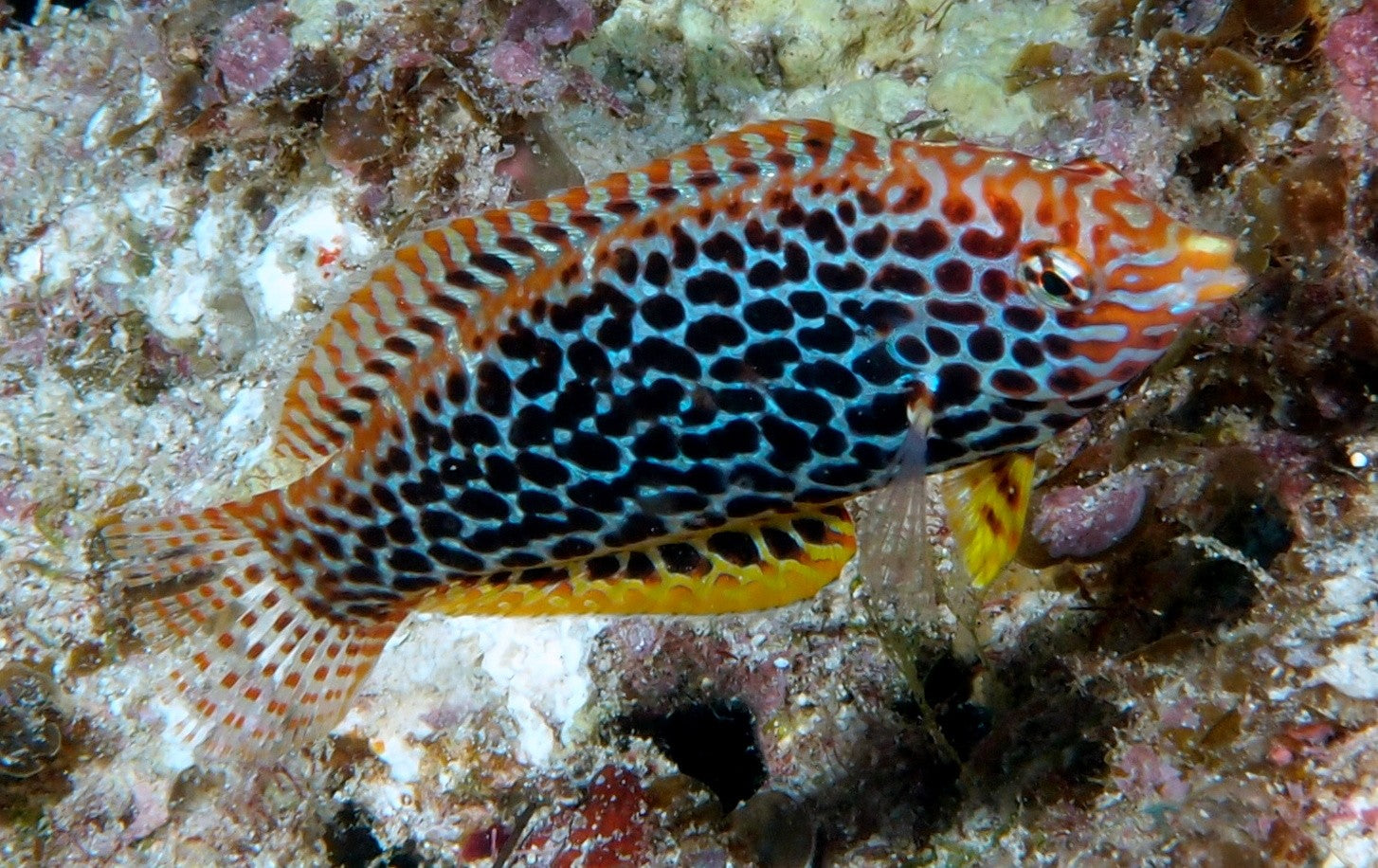 Meleagris Leopard Wrasse - Violet Sea Fish and Coral