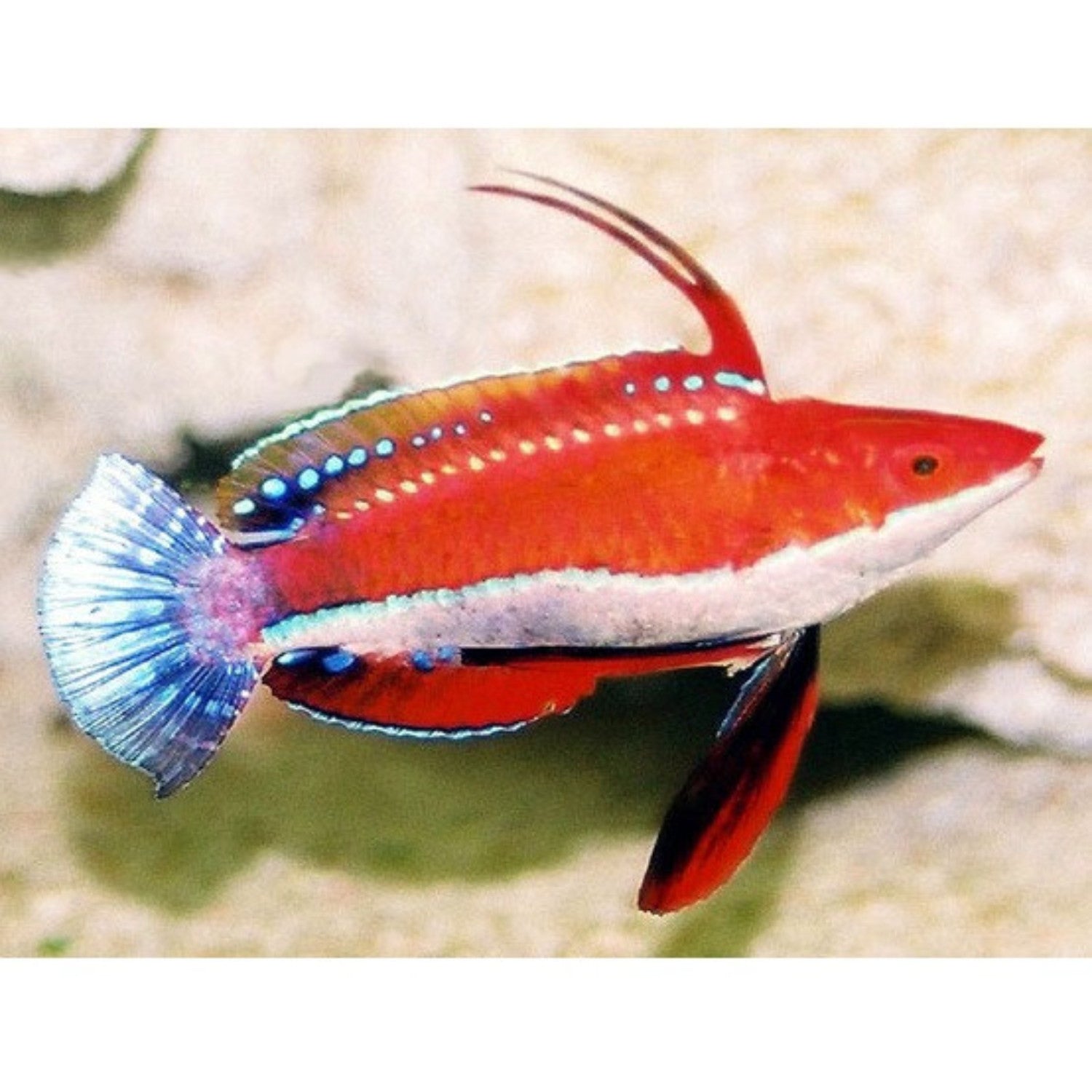 HighFin Fairy Wrasse - Violet Aquarium