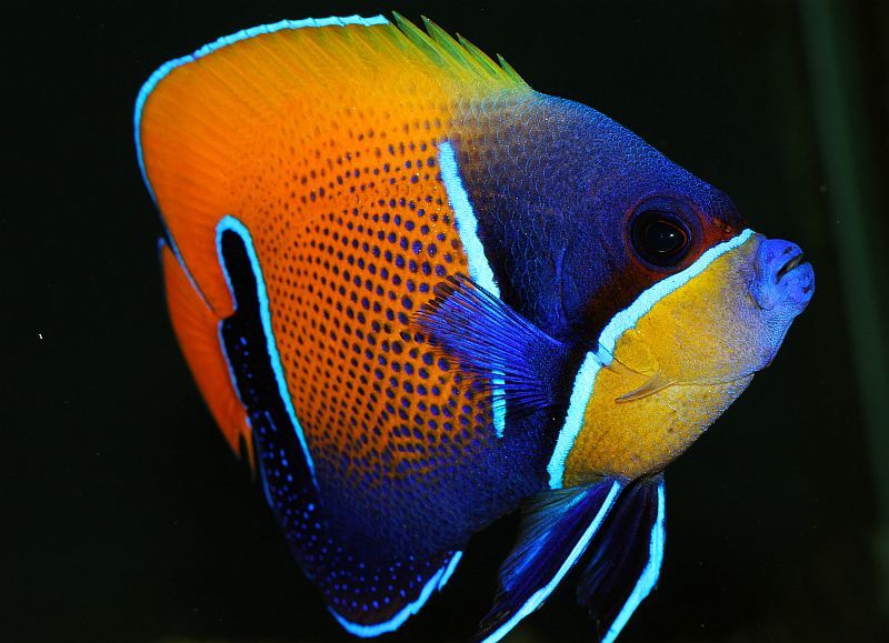 Majestic Angelfish - Violet Aquarium