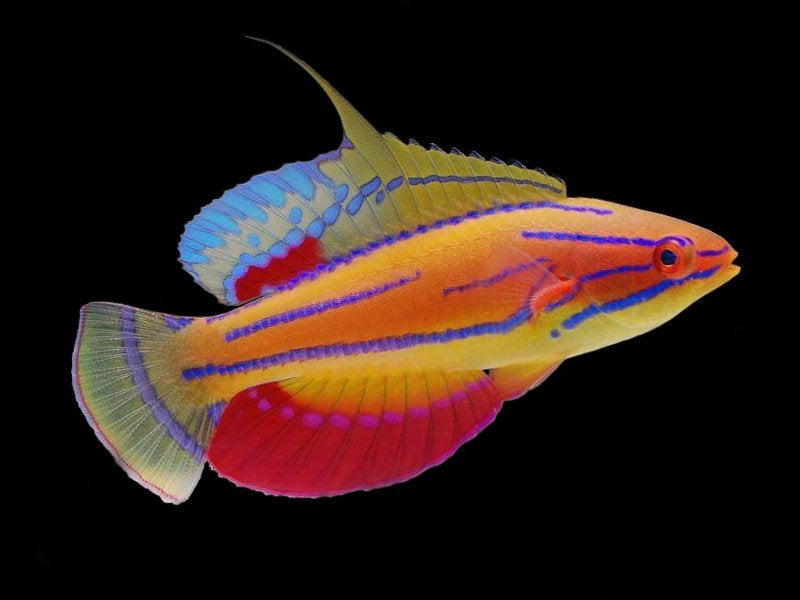 Mccosker's Flasher Wrasse Size: M 1.25" to 1.5"