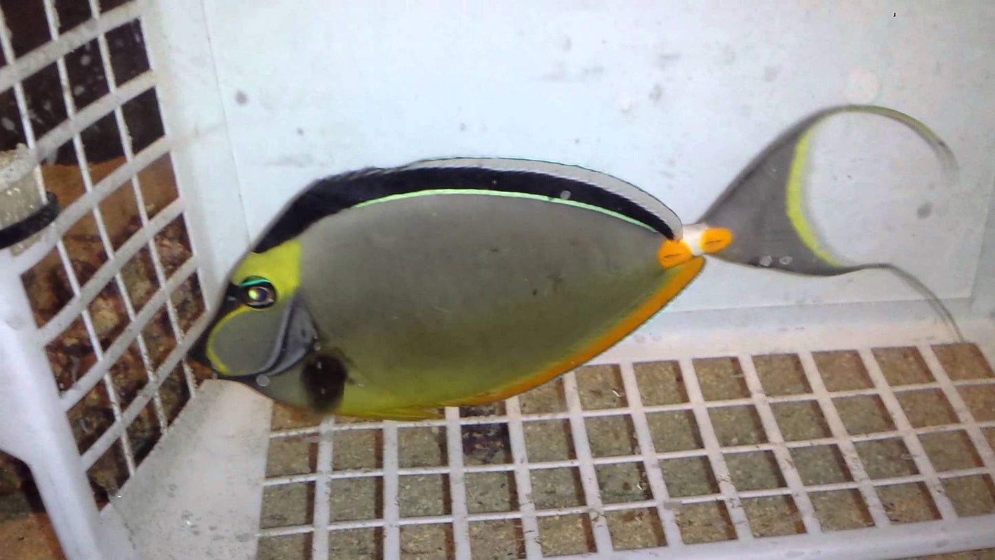 Naso Tang Size: XXL Streamers 7" and 8"