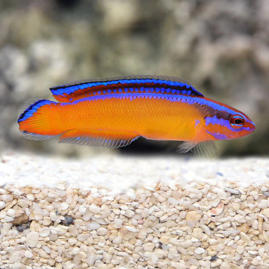 Neon Dottyback