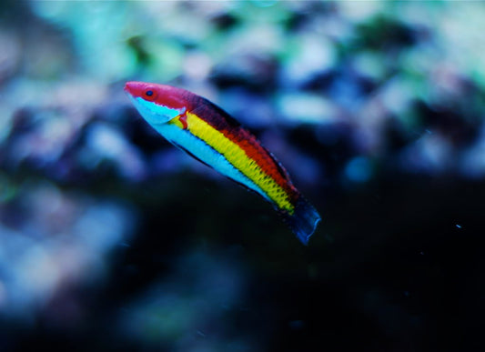 Naoko's Fairy  Wrasse - Violet Aquarium