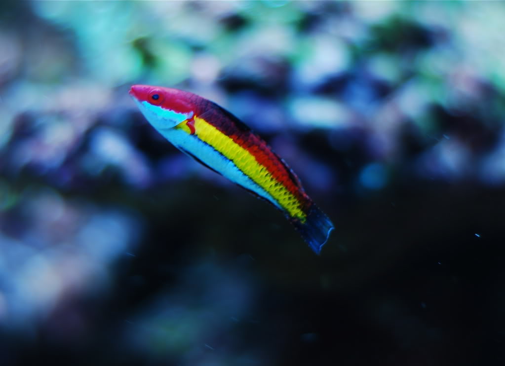 Naoko's Fairy  Wrasse - Violet Aquarium