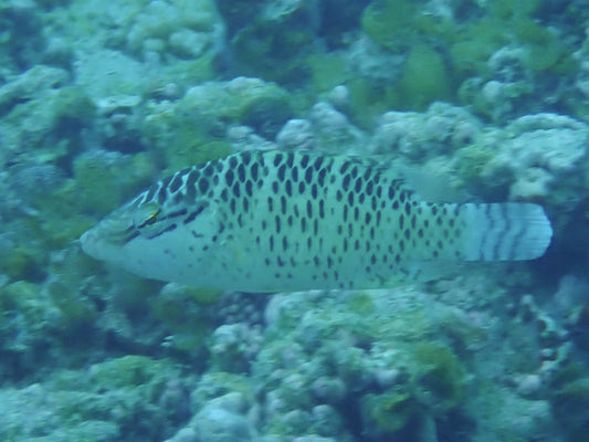 Napoleon/Humphead Wrasse Juvenile Size: M 5" - 6"