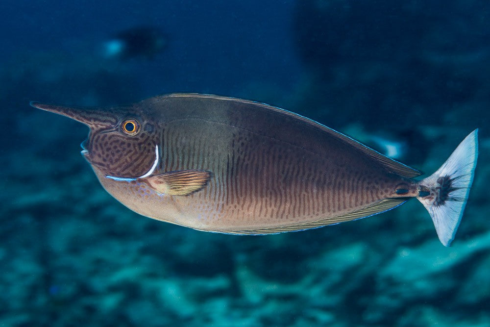 Longnose Spotted Unicorn Tang Size: L 6" to 7"