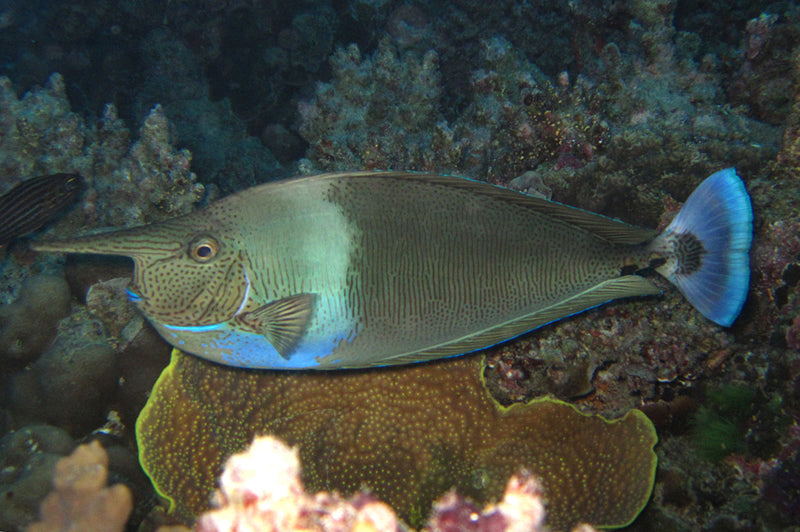 Longnose Spotted Unicorn Tang Size: L 6" to 7"